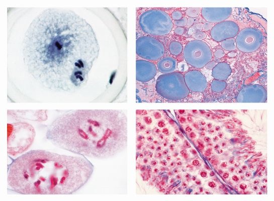 Mikropräparate in Serie - Vererbungslehre 25 Präparate mit Begleittext