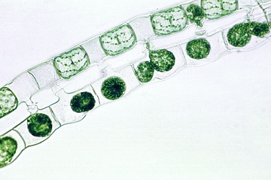 Mikropräparat - Spirogyra, Konjugation und Zygotenbildung, total