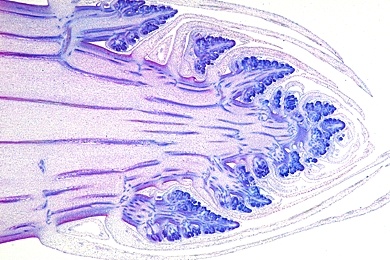 Mikropräparat - Vegetationskegel und Meristemgewebe vom Spargel (Asparagus), Sproßspitze längs