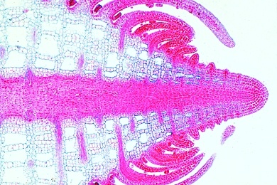 Mikropräparat - Stamm einer Wasserpflanze, Tannenwedel, (Hippuris), quer