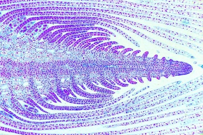 Mikropräparat - Vegetationskegel der Wasserpest (Elodea), Längsschnitt mit Blattentwicklung