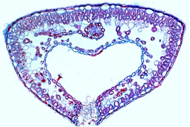 Mikropräparat - Blatt vom Heidekraut (Calluna), quer. Rollblatt