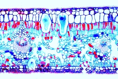 Mikropräparat - Blatt vom Gummibaum (Ficus elastica) mit Cystolithen, quer