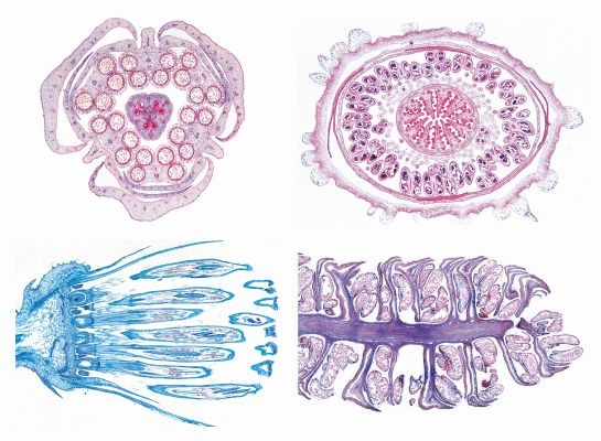 Mikropräparate in Serie - Blütenpflanzen VI, Die Blüte, 15 Präparate mit Begleittext