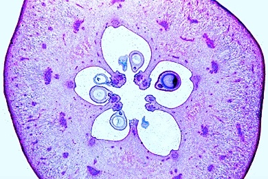 Mikropräparat - Kernfrucht vom Apfel (Pirus malus), quer
