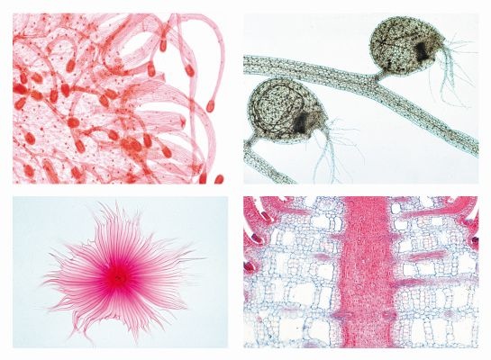 Mikropräparate in Serie - Ökologie und Umwelt Anpassung der Pflanzen an Lebensweise und Lebensraum, 50 Präparate