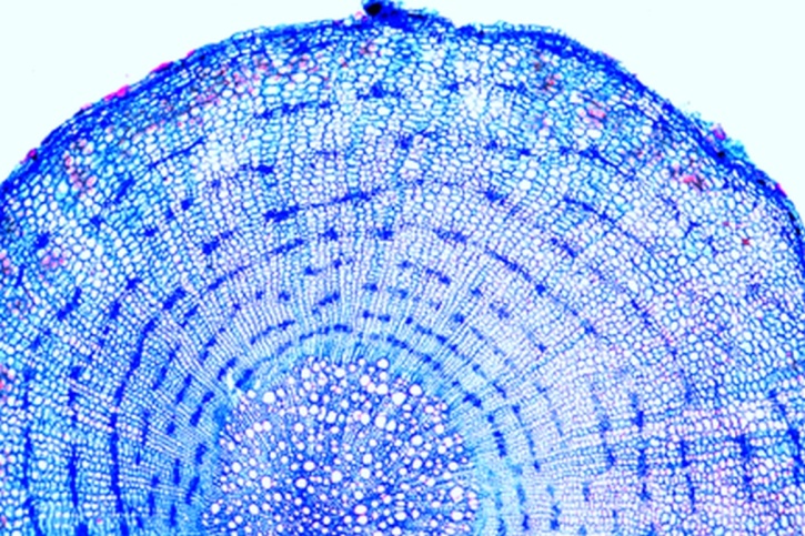 Mikropräparat - Löwenzahn (Taraxacum), Pfahlwurzel, quer