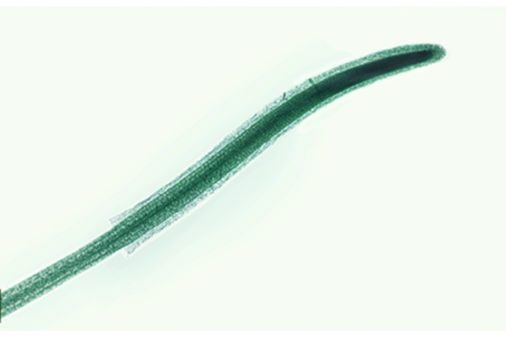 Mikropräparat - Epiphytische Orchidee, Luftwurzel, quer