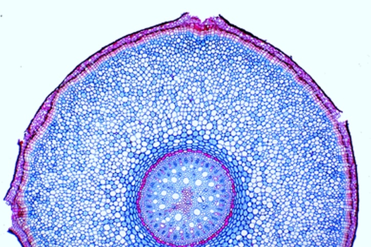 Mikropräparat - Philodendron (Monstera), Luftwurzel, quer