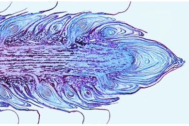 Mikropräparat - Pinus, Kiefer, Vegetationsspitze, längs