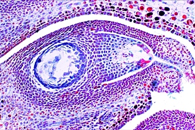 Mikropräparat - Larix, Lärche, weiblicher Blütenzapfen mit Samenanlage, längs