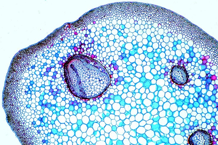 Mikropräparat - Aspidium, Wurmfarn, Stengel (Blattstiel), quer