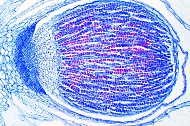 Mikropräparat - Marchantia, Lebermoos, ausgereiftes Sporogon, längs, Lebermoose (Hepaticae)