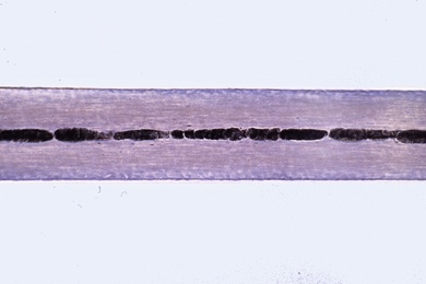 Mikropräparat - Graue Haare