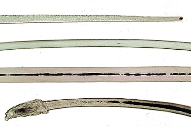 Mikropräparat - Augenwimper