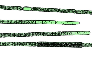 Mikropräparat - Aphanizomenon, Sichelalge, mit Heterocysten, total, Blaugrüne Algen (Cyanophyceae)