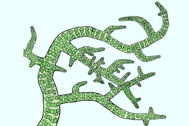 Mikropräparat - Stigonema, fadenförmige Blaualge mit echten Verzweigungen, Blaugrüne Algen (Cyanophyceae)