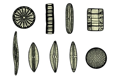 Mikropräparat - Diatomeen, gemischt, aus dem Süßwasser, Schalenpräparat
