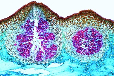 Mikropräparat - Fucus platycarpus, hermaphroditischer Tang, quer, Braunalgen