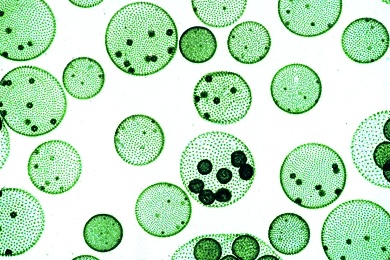 Mikropräparat - Volvox, Kugelalge, mit Tochterkolonien, total, Grünalgen (Chlorophyceae)