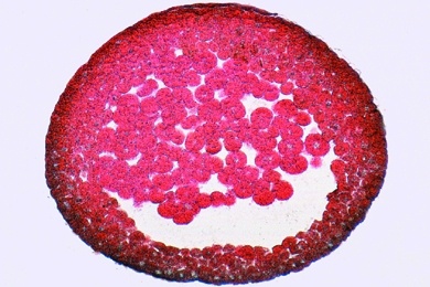 Mikropräparat - Frosch-Entwicklung (Rana spec.): Schnitt durch das Blastula-Stadium mit primärer Leibeshöhle (Blastocoel)