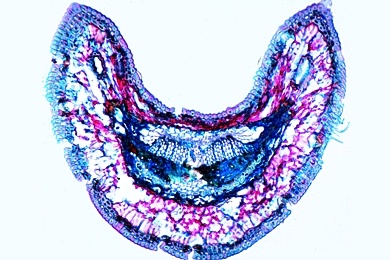 Mikropräparat - Nadelblatt der Tanne (Abies alba), Querschnitte durch ...