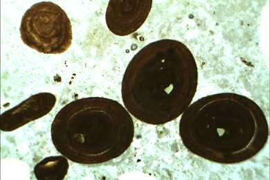 Kalkstein mit Oolithen, Gesteinsdünnschliff Dauerpräparat