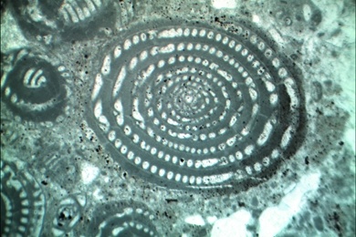 Kalkstein mit Alveolin, Gesteinsdünnschliff Dauerpräparat