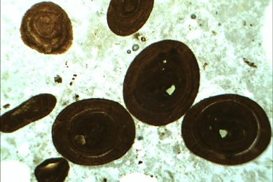 Kalkstein mit Eisen Ooide, Gesteinsdünnschliff Dauerpräparat