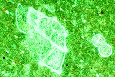 Kalkstein mit Globotruncana (Maestrichtien), Gesteinsdünnschliff Dauerpräparat