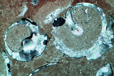 Kalkstein mit Polyp, Gesteinsdünnschliff Dauerpräparat