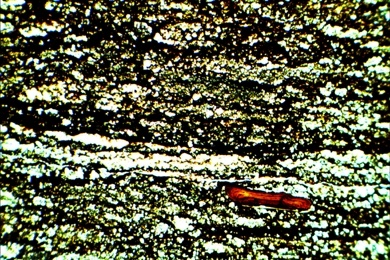 Ölschiefer, Gesteinsdünnschliff Dauerpräparat