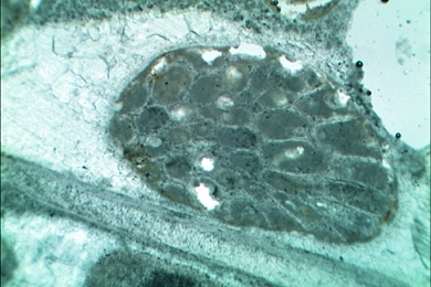 Lutit, Gesteinsdünnschliff Dauerpräparat