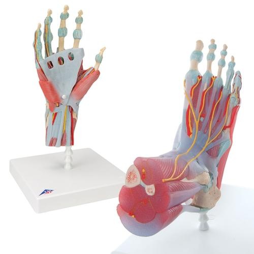 Anatomie Set Hand und Fuß Anatomie Set Hand und Fuß
