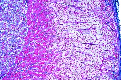 Mikropräparat - Nebenniere (Gl. suprarenalis), Mensch, quer