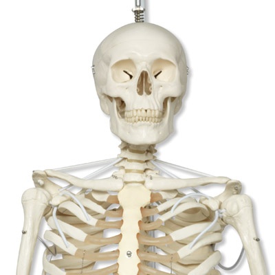 Das Funktionelle Skelett Feldi auf Metallhängestativ