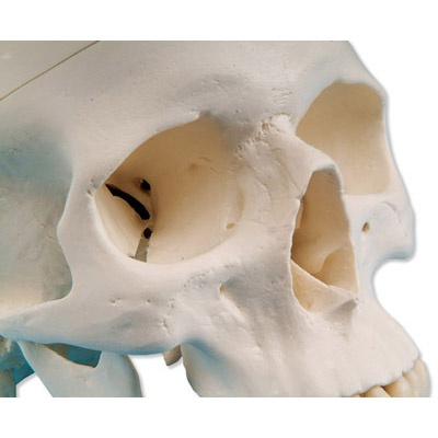 Klassik-Schädel mit Gehirn, 8-teilig