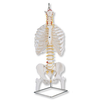 Klassische flexible Wirbelsäule mit Brustkorb und Oberschenkel - Stümpfen