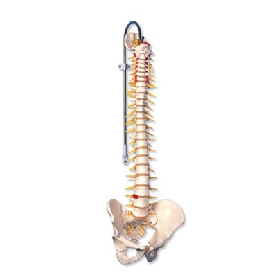 Flexible Luxus-Wirbelsäule