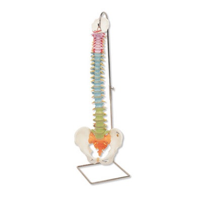 Didaktische flexible Wirbelsäule,  Farbig differenziert