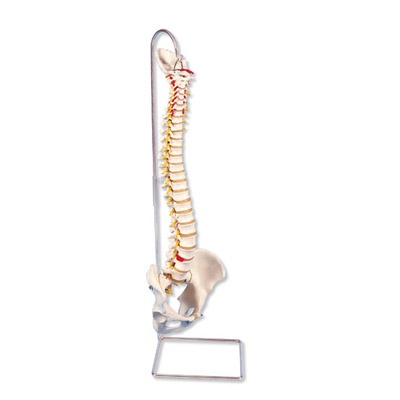 Flexible Wirbelsäule für starke Beanspruchung, Super robust