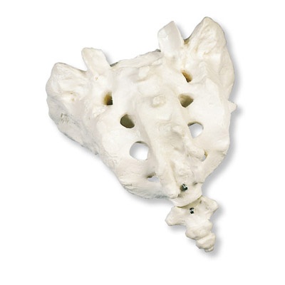 Kreuzbein mit Steißbein, montiert