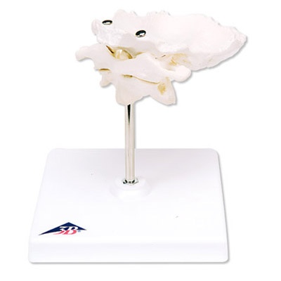 Atlas und Axis, mit Hinterhauptschuppe, abnehmbar auf Stativ