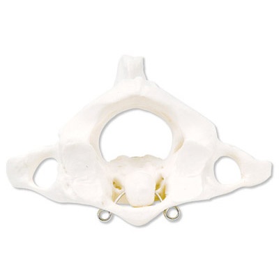 Atlas und Axis, montiert, ohne Sockel