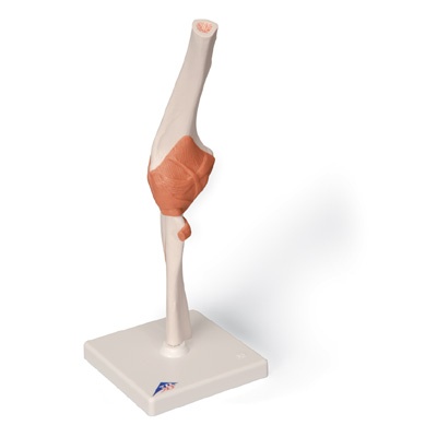 Ellenbogengelenk-Funktionsmodell