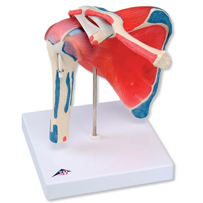 Schultergelenk mit Rotatorenmanschette 5 -teilig