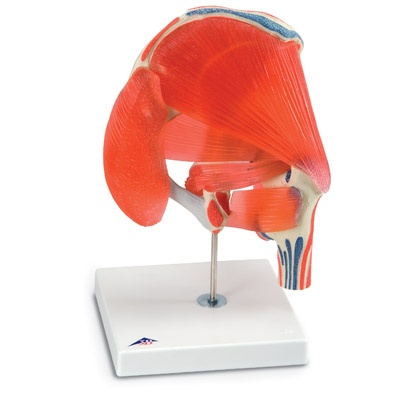 Hüftgelenk, 7-teilig