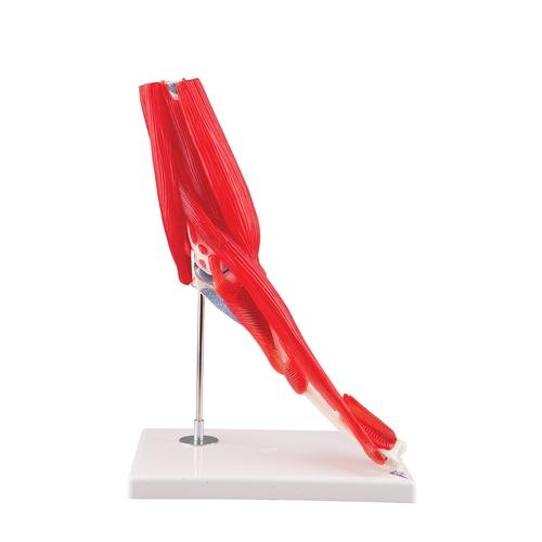 Ellenbogengelenk, 8-teilig