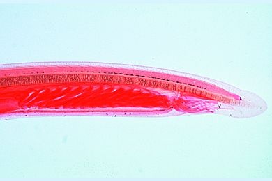 Mikropräparat - Branchiostoma lanceolatum (Amphioxus), Lanzettfischchen, Totalpräparat