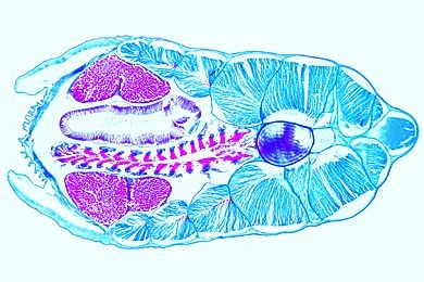 Mikropräparat - Branchiostoma, Körpermitte mit Kiemendarm, Leber und Gonaden, quer